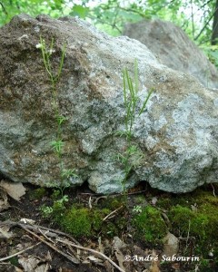 PECardamine1-cp