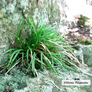 PECarex1-cp