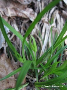 PECarex2-cp