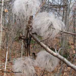 PEClematis2