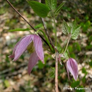 PEClématis1-cp