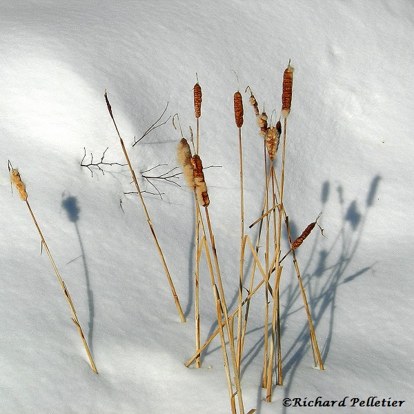 Quenouille toute douce avec leur ombres sur la neige. Groupe de copines qui résistent au vent et au froid ensemble.