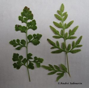 PE-cryptogramma-06